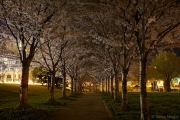 Arched-Trees