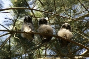 Baby-Owls
