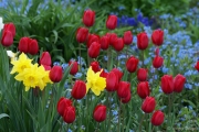 Multi-Tulips